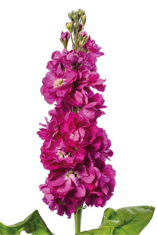Şebboy Fidesi Rose 10 Adet 