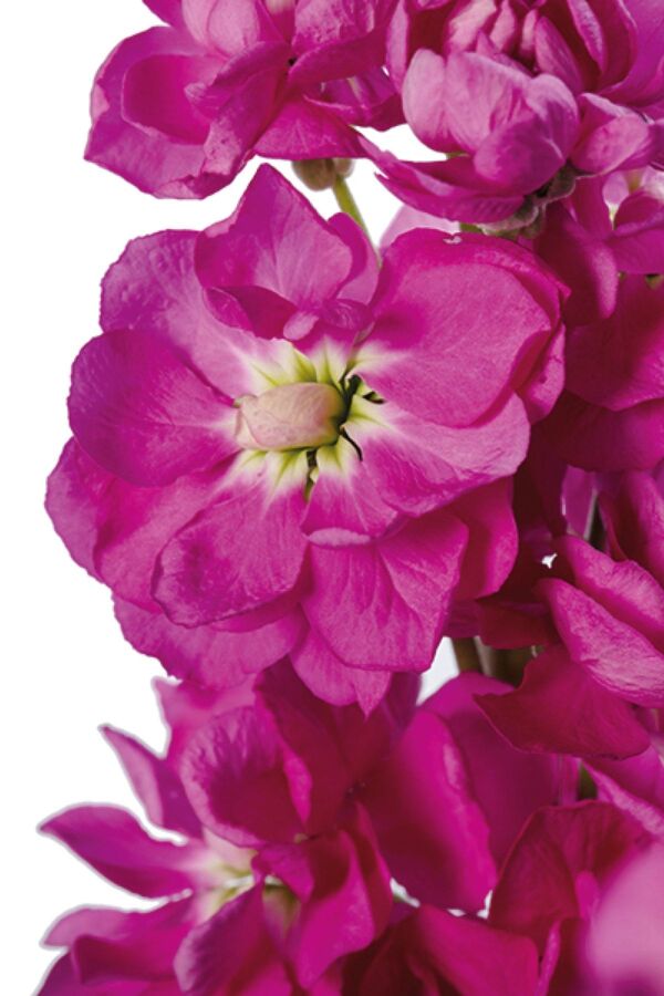Şebboy Fidesi Rose 10 Adet  - 3