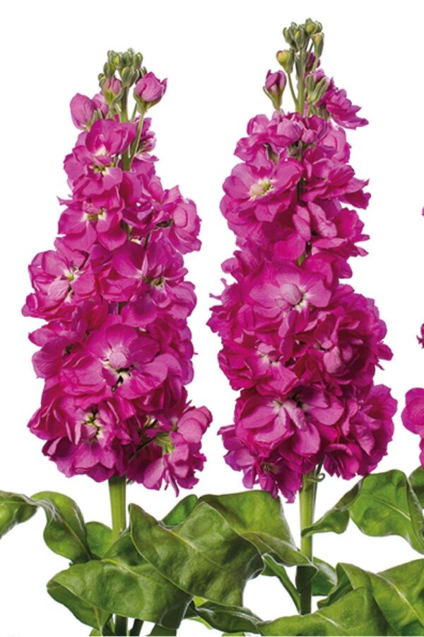 Şebboy Çiçeği Fidesi Kokulu Rose 5 Adet ( Matthiola Incana ) - 