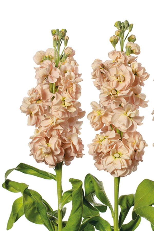 Şebboy Çiçeği Fidesi Kokulu Salmon 5 Adet ( Matthiola Incana ) - 