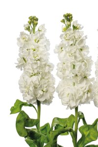 Şebboy Fidesi White 10 Adet - 3