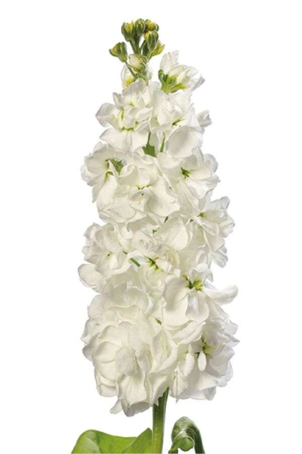 Şebboy Çiçeği Fidesi Kokulu White 5 Adet ( Matthiola Incana ) - 