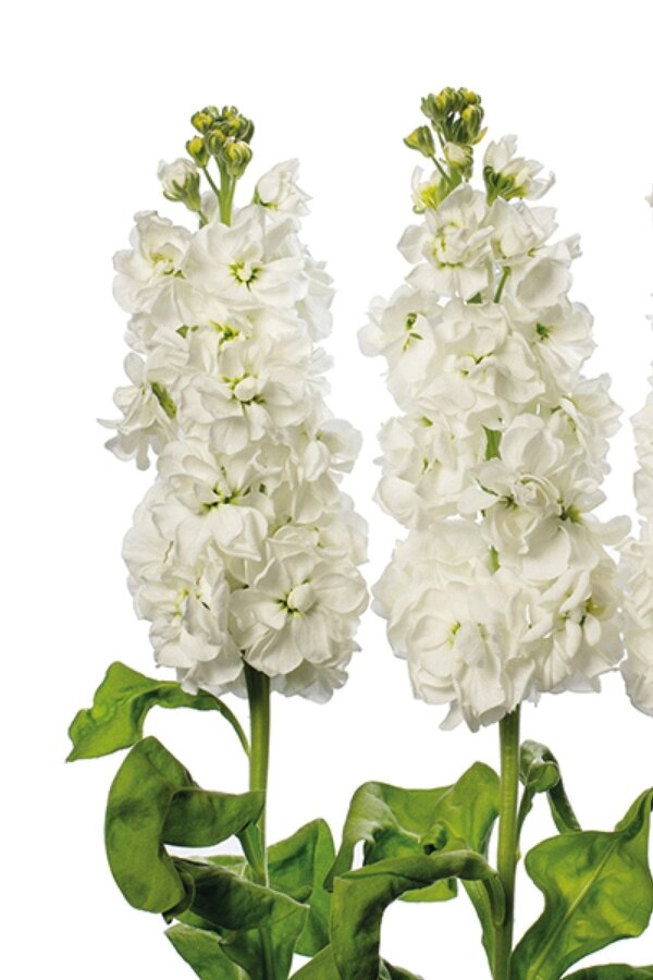 Şebboy Fidesi White 10 Adet - 3