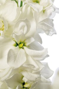 Şebboy Fidesi White 10 Adet - 4