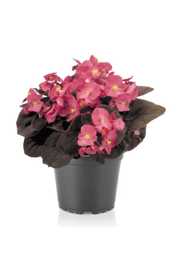 Şeker Begonya Fidesi 10 Adet Koyu Yaprak Deep Rose - 