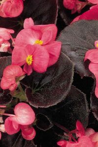 Şeker Begonya Fidesi 10 Adet Koyu Yaprak Deep Rose - 3