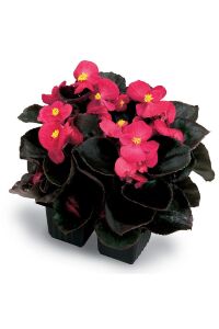 Şeker Begonya Fidesi 10 Adet Koyu Yaprak Deep Rose - 4