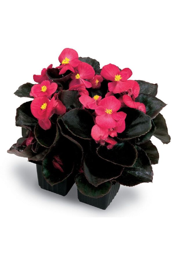 Şeker Begonya Fidesi 10 Adet Koyu Yaprak Deep Rose - 4