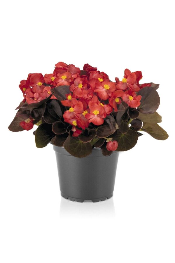 Şeker Begonya Fidesi 10 Adet Koyu Yaprak Red - Gardina