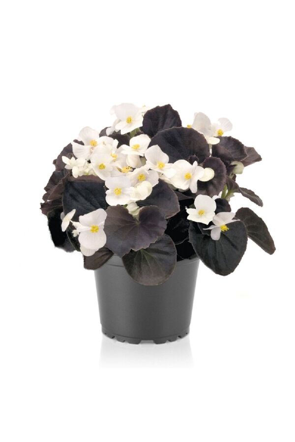 Şeker Begonya Fidesi 10 Adet Koyu Yaprak White - Gardina