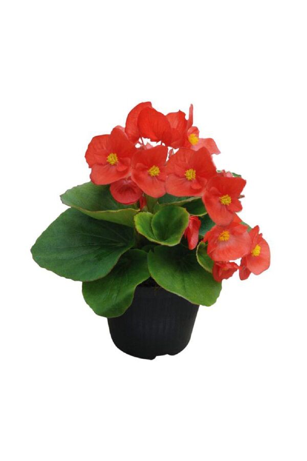 Şeker Begonya Fidesi 10 Adet Yeşil Yaprak Red - Gardina