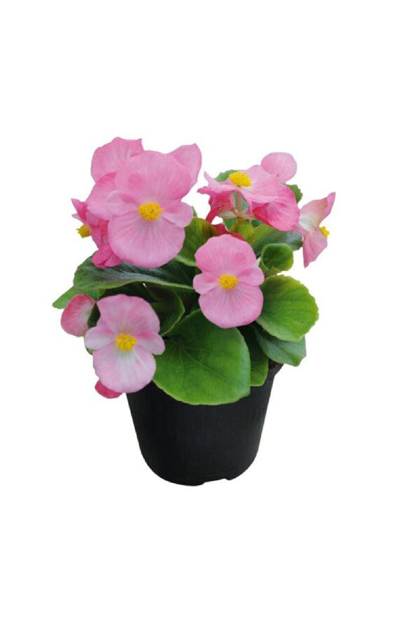 Şeker Begonya Fidesi 10 Adet Yeşil Yaprak Rose - Gardina