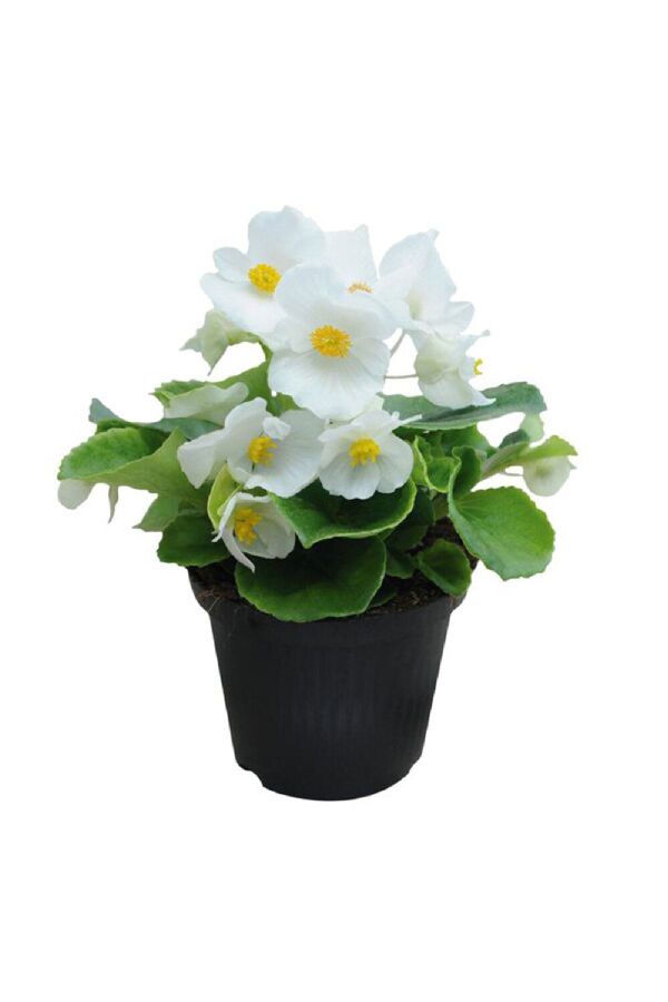 Şeker Begonya Fidesi 10 Adet Yeşil Yaprak White - Gardina