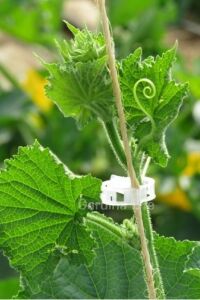 Sera İpi - Bitki Bağlama İpi ve Bitki Klipsi 100 Adet Her Bitkiyle Uyumlu - 4