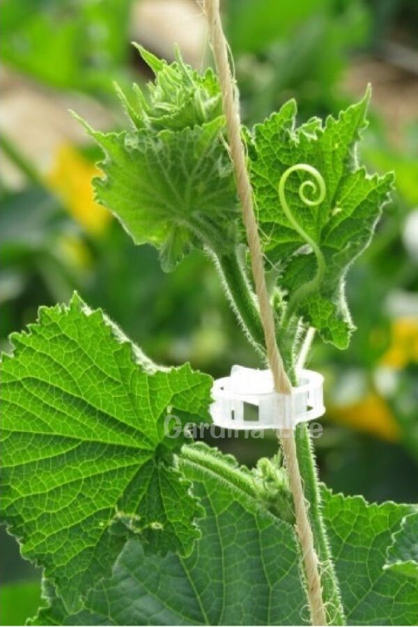 Sera İpi - Bitki Bağlama İpi ve Bitki Klipsi 100 Adet Her Bitkiyle Uyumlu - 4