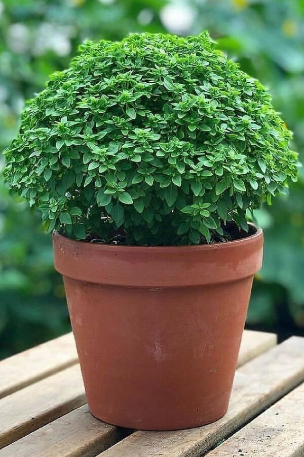 Sinek Kovucu Top Fesleğen Fidesi 5 Adet (TOP REYHAN OCİMUM BASİLİCUM) - Gardina