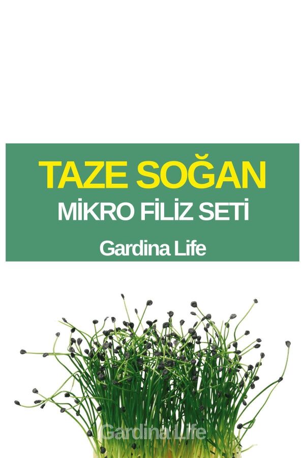 Soğan Mikro Filiz Seti - 
