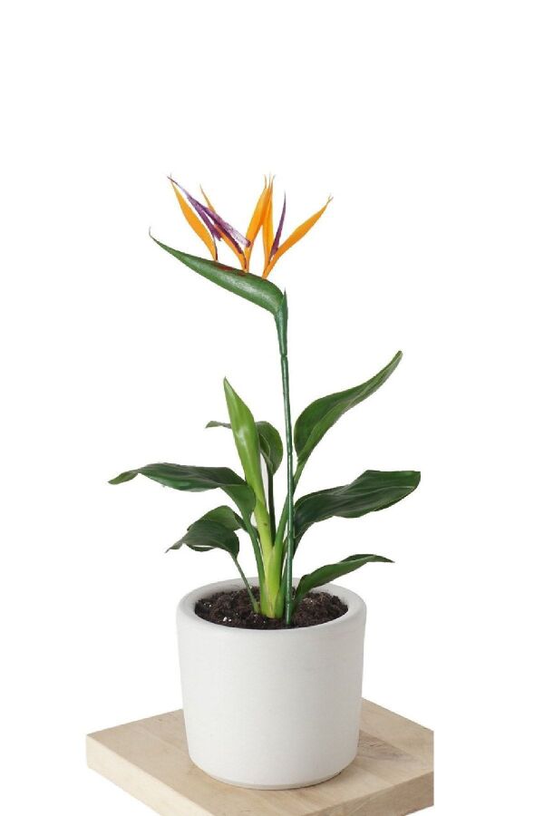 Starliçe - Cennet Kuşu Çiçeği Fidesi ( Strelitzia ) - 
