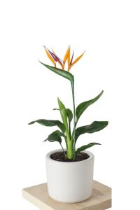 Starliçe - Cennet Kuşu  Fidesi ( Strelitzia ) - 1