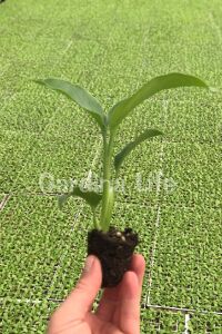 Starliçe - Cennet Kuşu  Fidesi ( Strelitzia ) - 3