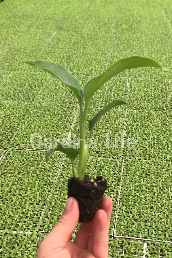 Starliçe - Cennet Kuşu  Fidesi ( Strelitzia ) - 3