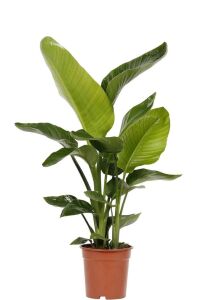 Starliçe - Cennet Kuşu  Fidesi ( Strelitzia ) - 4