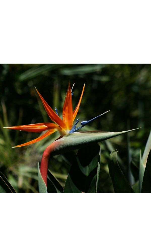 Starliçe - Cennet Kuşu  Fidesi ( Strelitzia ) - 5