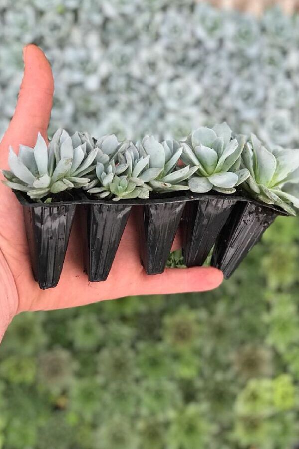 Sukulent Fidesi 5 Adet Echeveria - Gardina