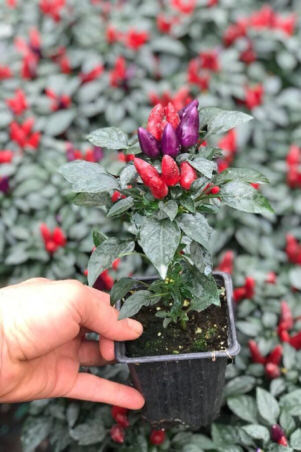 Süs Biberi 9 Cm Lik Saksıda 1 Adet - Gardina