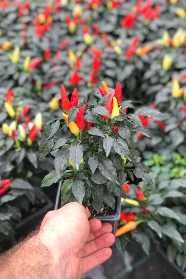 Süs Biberi 9 Cm Lik Saksıda 1 Adet - Gardina