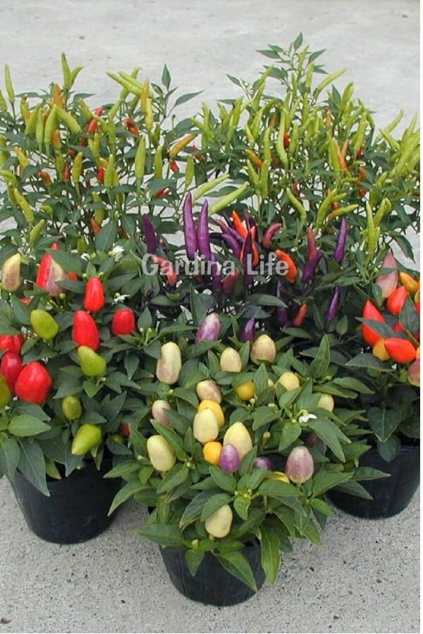 Süs Biberi Fidesi 5 Adet - Gardina