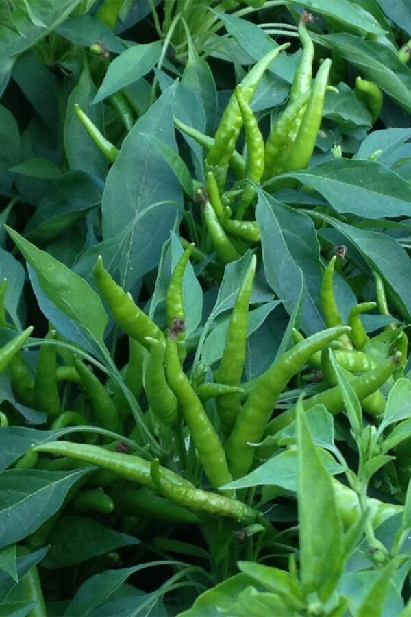 Süs Biberi Fidesi 5 Adet - Gardina