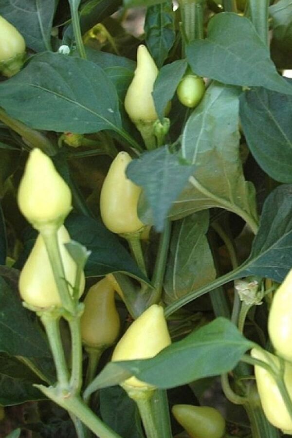 Süs Biberi Fidesi 5 Adet Konik Acı - Gardina