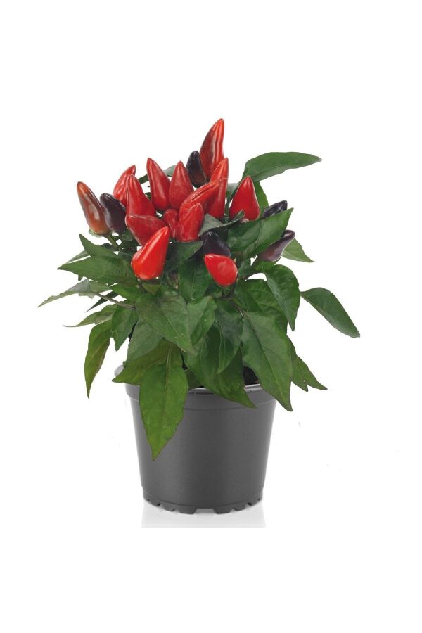 Süs Biberi Kırmızı 5 Adet - Gardina