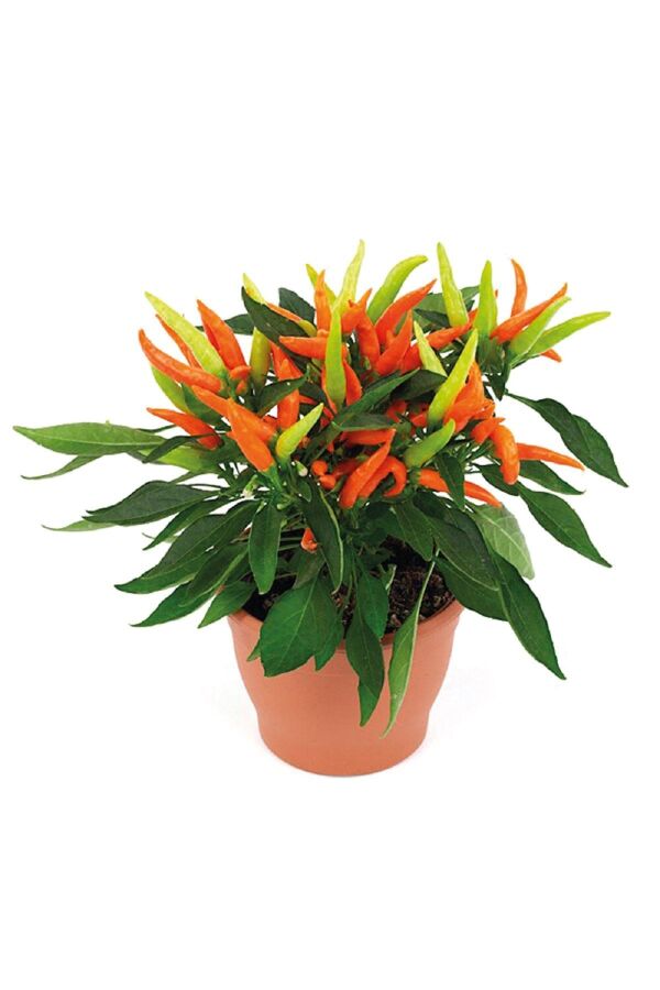 Süs Biberi Turuncu Tatlı Kıl 5 Adet - Gardina