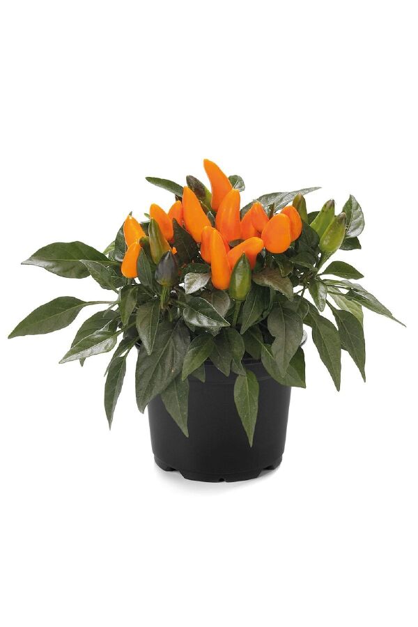 Süs Biberi Turuncu Tombul Kısa 5 Adet - Gardina