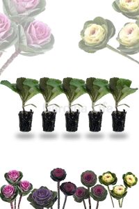Süs Lahanası Fidesi ( Brassica ) 10 Adet Mıx - 3