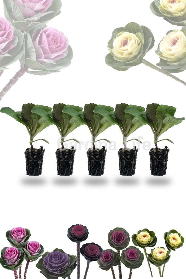 Süs Lahanası Fidesi ( Brassica ) 10 Adet Mıx - 3