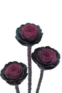 Süs Lahanası Fidesi ( Brassica ) 10 Adet Mıx - 6
