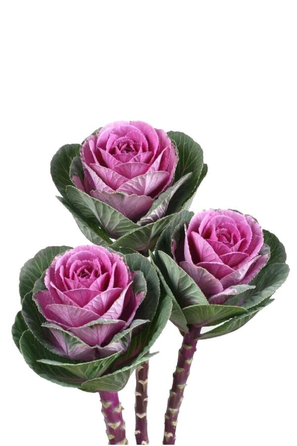 Süs Lahanası Fidesi ( Brassica ) 10 Adet Mıx - 7