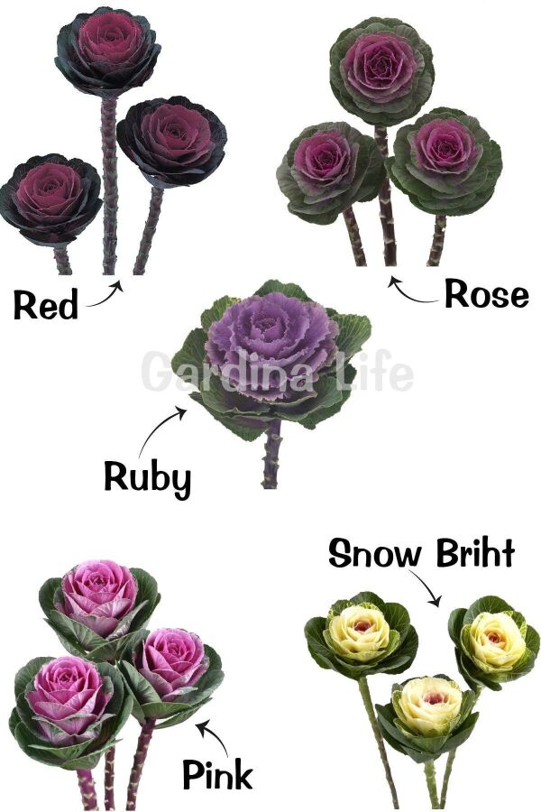 Süs Lahanası Fidesi ( Brassica ) 10 Adet Mıx SLAHAMIX, one size - 