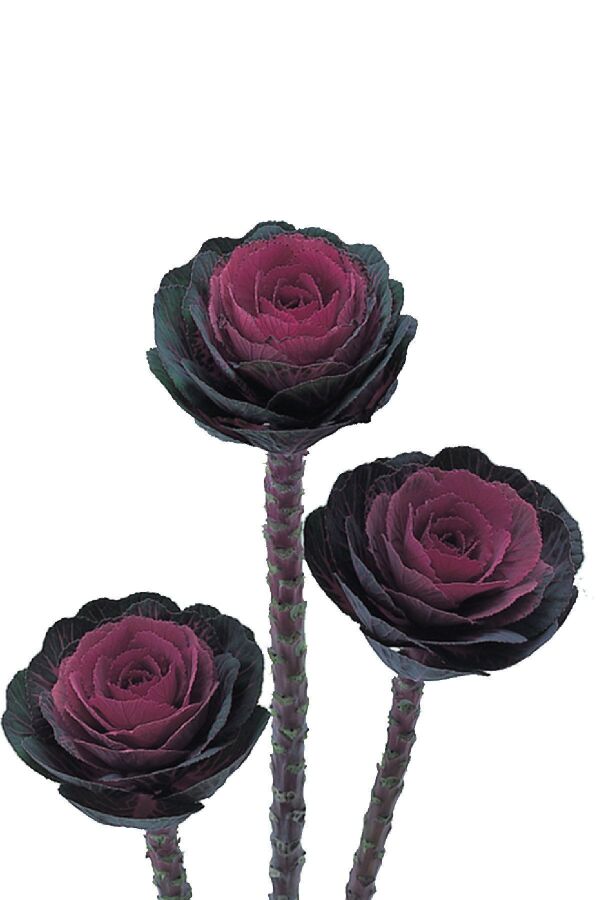 Süs Lahanası Fidesi ( Brassica ) 10 Adet Red LA001, one size - 