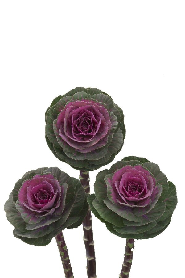 Süs Lahanası Fidesi ( Brassica ) 10 Adet Rose - 