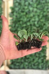 Süs Lahanası Fidesi ( Brassica ) 10 Adet Rose - 2