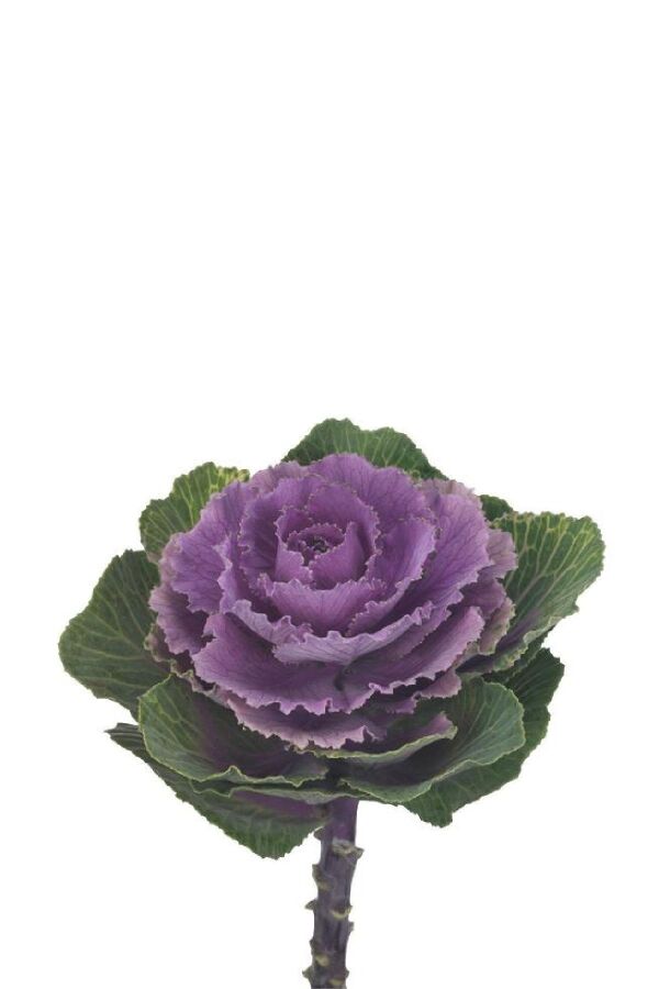 Süs Lahanası Fidesi ( Brassica ) 10 Adet Ruby LA038, one size - 