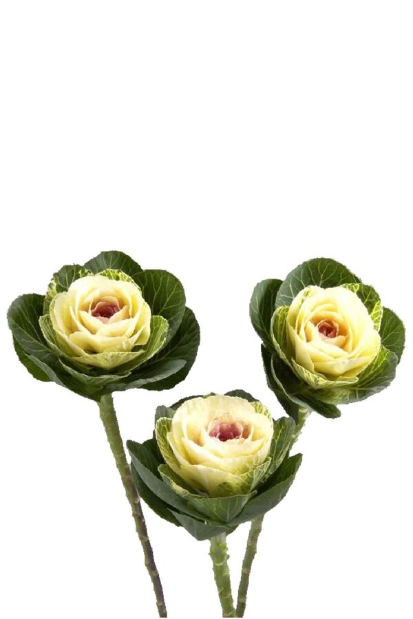 Süs Lahanası Fidesi ( Brassica ) 10 Adet Snow Briht
