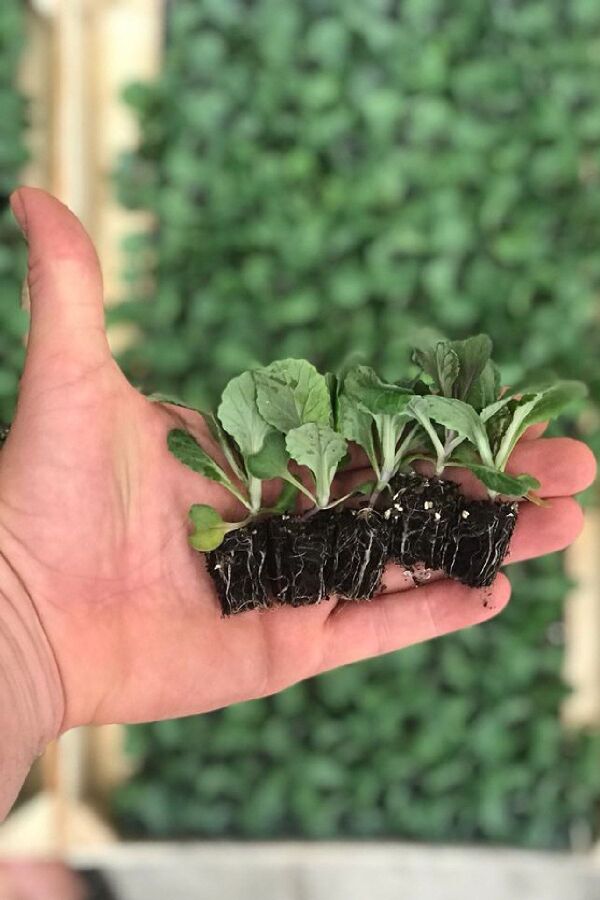 Süs Lahanası Fidesi ( Brassica ) 10 Adet Snow Briht - 2