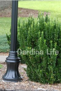 Sütun Taflan Fidanı 3 Lü Dikim( Euonymus Japonicus Green Spire ) - 1