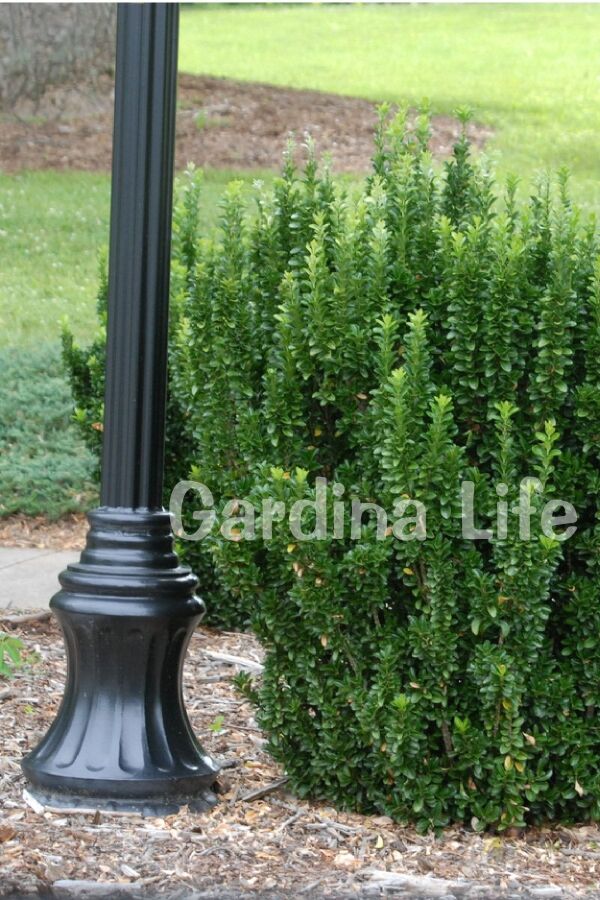 Sütun Taflan Fidanı 3 Lü Dikim( Euonymus Japonicus Green Spire ) - Gardina