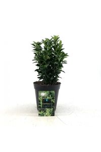 Sütun Taflan Fidanı 3 Lü Dikim( Euonymus Japonicus Green Spire ) - 2